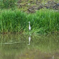 DSC00264 Our local Heron.