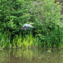 DSC00267 Our local Heron.