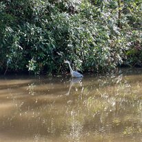 IMG_0615 Our local Heron.