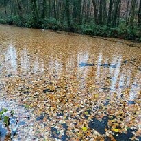 IMG_3862 Autumn leaves decorate the canal.