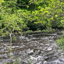 IMG_3323 Our local Heron, more typically seen on the canal.