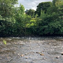 IMG_3483 Our local Heron, more typically seen on the canal.