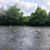 IMG_3485 More of the Heron.