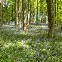 IMG_0061 Bluebell Woods, magnificent in the spring.