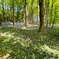 IMG_0063 Bluebell woods at their prime.