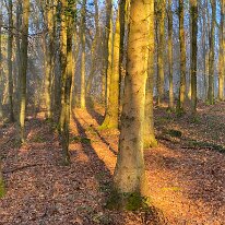 IMG_0426 Bluebell woods in the winter light, stunning.
