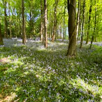 IMG_0063 Bluebell woods at their prime.