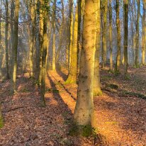 IMG_0426 Bluebell woods in the winter light, stunning.